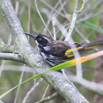 Phylidonyris novaehollandiae (New Holland Honeyeater) at Conjola Lake Walking Track - 14 Jan 2016 by Charles Dove