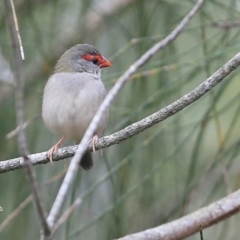 Neochmia temporalis (Red-browed Finch) at Narrawallee Creek Nature Reserve - 15 Jan 2016 by CharlesDove