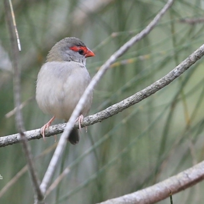 Neochmia temporalis (Red-browed Finch) at Narrawallee Creek Nature Reserve - 14 Jan 2016 by Charles Dove