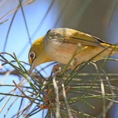 Zosterops lateralis (Silvereye) at Bomaderry, NSW - 7 Jan 2016 by Charles Dove