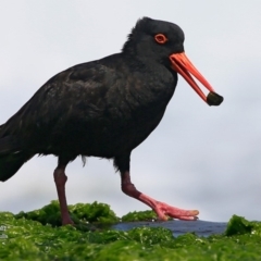 Haematopus fuliginosus (Sooty Oystercatcher) at South Pacific Heathland Reserve - 11 Jan 2016 by Charles Dove