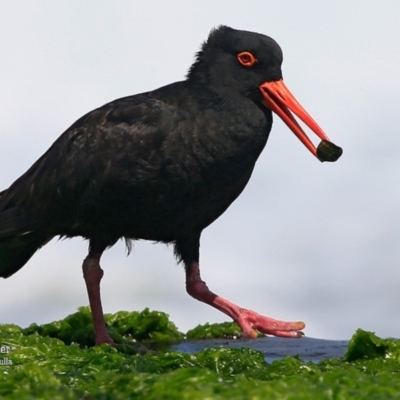 Haematopus fuliginosus (Sooty Oystercatcher) at South Pacific Heathland Reserve - 12 Jan 2016 by CharlesDove