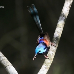 Malurus lamberti (Variegated Fairywren) at Lake Conjola, NSW - 14 Jan 2016 by Charles Dove