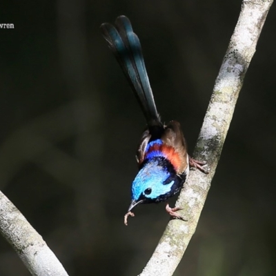 Malurus lamberti (Variegated Fairywren) at Lake Conjola, NSW - 15 Jan 2016 by CharlesDove