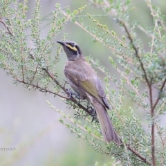 Caligavis chrysops (Yellow-faced Honeyeater) at Lake Conjola, NSW - 14 Jan 2016 by CharlesDove