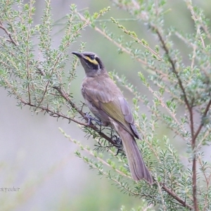 Caligavis chrysops at Lake Conjola, NSW - 14 Jan 2016