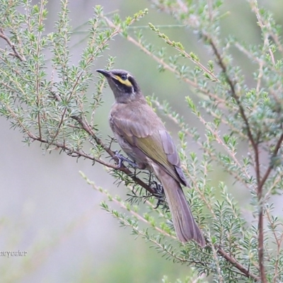 Caligavis chrysops (Yellow-faced Honeyeater) at Lake Conjola, NSW - 13 Jan 2016 by Charles Dove