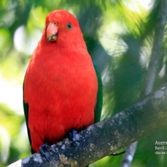 Alisterus scapularis (Australian King-Parrot) at Burrill Lake, NSW - 4 Jan 2016 by Charles Dove