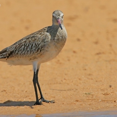 Limosa lapponica (Bar-tailed Godwit) at Jervis Bay National Park - 6 Jan 2016 by CharlesDove