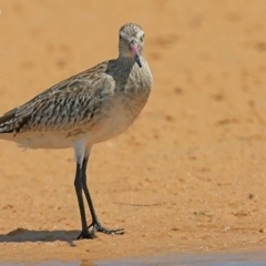 Limosa lapponica (Bar-tailed Godwit) at Jervis Bay National Park - 5 Jan 2016 by Charles Dove