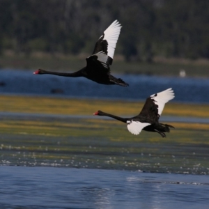 Cygnus atratus at Jervis Bay National Park - 6 Jan 2016 12:00 AM