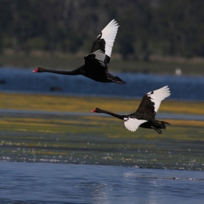 Cygnus atratus (Black Swan) at Jervis Bay National Park - 6 Jan 2016 by CharlesDove