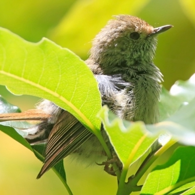 Acanthiza pusilla (Brown Thornbill) at Meroo National Park - 4 Jan 2016 by CharlesDove