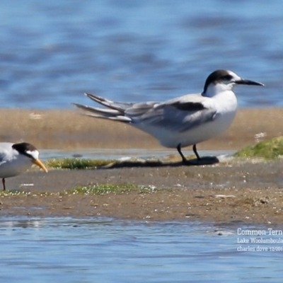 Sterna hirundo (Common Tern) at Jervis Bay National Park - 7 Jan 2016 by Charles Dove