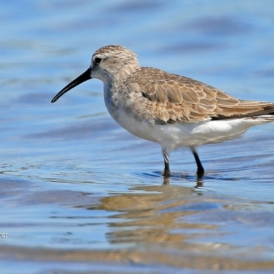 Calidris ferruginea (Curlew Sandpiper) at Jervis Bay National Park - 5 Jan 2016 by Charles Dove