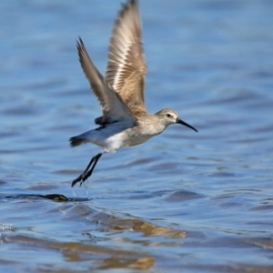 Calidris ferruginea at Jervis Bay National Park - 6 Jan 2016