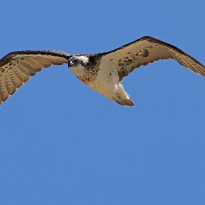 Pandion haliaetus (Osprey) at Undefined - 5 Jan 2016 by CharlesDove