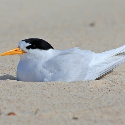 Sternula nereis (Fairy Tern) at Cunjurong Point, NSW - 7 Jan 2016 by Charles Dove
