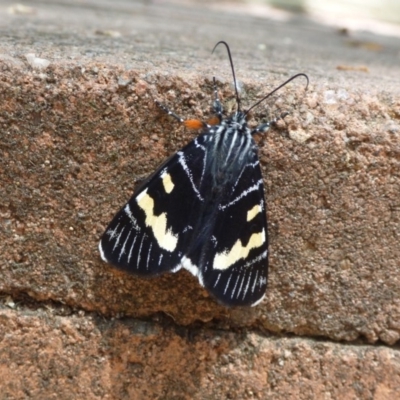 Phalaenoides glycinae (Grapevine Moth) at Aranda, ACT - 6 Dec 2013 by JanetRussell