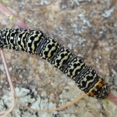 Phalaenoides tristifica (Willow-herb Day-moth) at Aranda, ACT - 17 Dec 2011 by JanetRussell