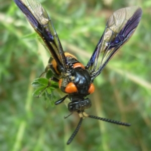 Pterygophorus cinctus at Aranda, ACT - 4 Jan 2011