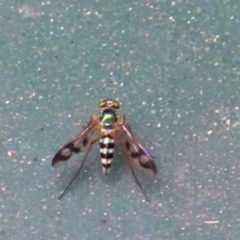 Heteropsilopus sp. (genus) (A long legged fly) at Aranda, ACT - 23 Jan 2013 by JanetRussell