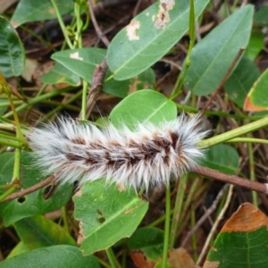 Anthela varia at Aranda, ACT - 29 Mar 2012 07:46 AM