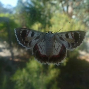 Crypsiphona ocultaria at Aranda, ACT - 3 Feb 2014