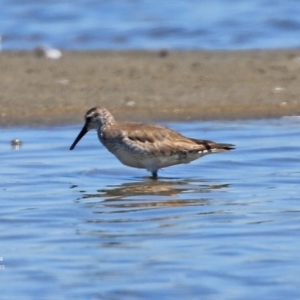 Calidris tenuirostris at Jervis Bay National Park - 8 Jan 2016 12:00 AM