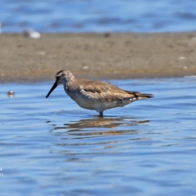 Calidris tenuirostris (Great Knot) at Jervis Bay National Park - 8 Jan 2016 by CharlesDove