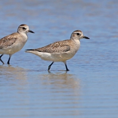 Pluvialis squatarola (Grey Plover) at Jervis Bay National Park - 5 Jan 2016 by Charles Dove