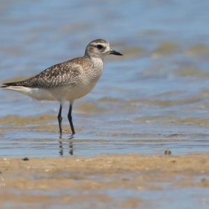 Pluvialis squatarola at Jervis Bay National Park - 6 Jan 2016