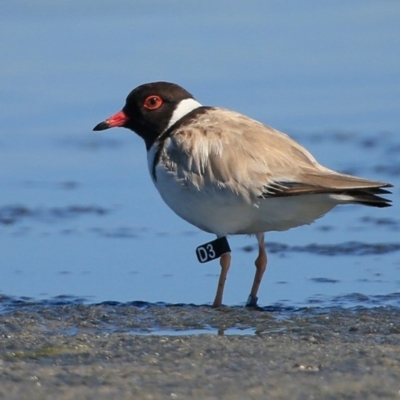 Charadrius rubricollis (Hooded Plover) at Jervis Bay National Park - 5 Jan 2016 by Charles Dove