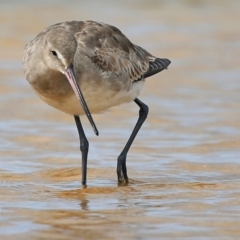 Limosa haemastica (Hudsonian Godwit) at Jervis Bay National Park - 6 Jan 2016 by CharlesDove