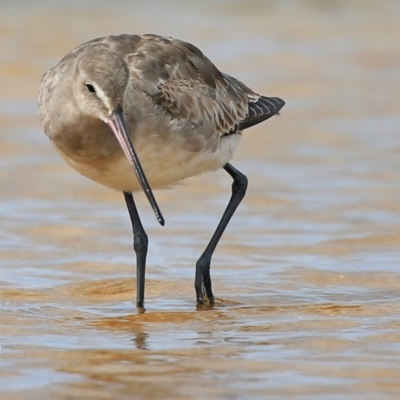 Limosa haemastica (Hudsonian Godwit) at Jervis Bay National Park - 6 Jan 2016 by CharlesDove