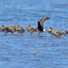 Limosa haemastica at Jervis Bay National Park - 6 Jan 2016 12:00 AM