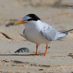 Sternula albifrons (Little Tern) at Cunjurong Point, NSW - 5 Jan 2016 by Charles Dove