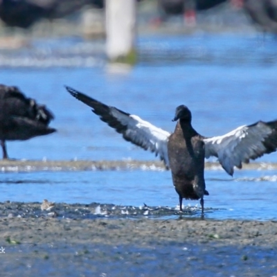Tadorna variegata (Paradise Shelduck) at Jervis Bay National Park - 8 Jan 2016 by CharlesDove