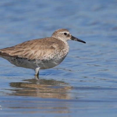 Calidris canutus (Red Knot) at Jervis Bay National Park - 7 Jan 2016 by Charles Dove