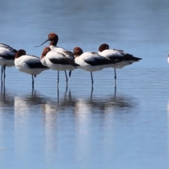 Recurvirostra novaehollandiae (Red-necked Avocet) at Jervis Bay National Park - 8 Jan 2016 by CharlesDove