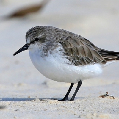 Calidris ruficollis (Red-necked Stint) at Cunjurong Point, NSW - 5 Jan 2016 by CharlesDove