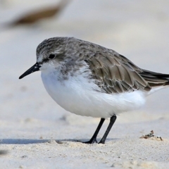 Calidris ruficollis (Red-necked Stint) at Cunjurong Point, NSW - 4 Jan 2016 by Charles Dove