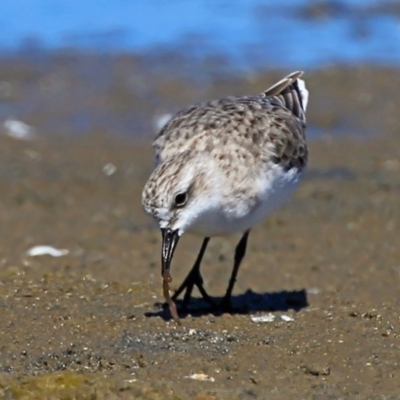 Calidris ruficollis (Red-necked Stint) at Jervis Bay National Park - 7 Jan 2016 by Charles Dove