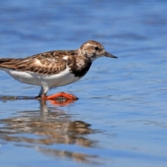 Arenaria interpres (Ruddy Turnstone) at Jervis Bay National Park - 1 Jan 2016 by CharlesDove