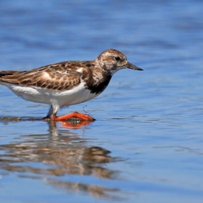 Arenaria interpres (Ruddy Turnstone) at Jervis Bay National Park - 31 Dec 2015 by Charles Dove