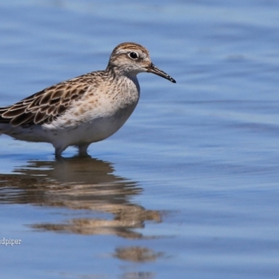 Calidris acuminata (Sharp-tailed Sandpiper) at Jervis Bay National Park - 1 Jan 2016 by CharlesDove