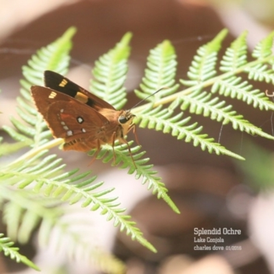 Trapezites symmomus (Splendid Ochre) at Lake Conjola, NSW - 4 Jan 2016 by Charles Dove