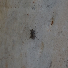 Naupactus leucoloma (White-fringed weevil) at QPRC LGA - 1 Mar 2018 by natureguy