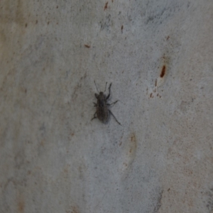 Naupactus leucoloma at Wamboin, NSW - 1 Mar 2018 08:13 PM