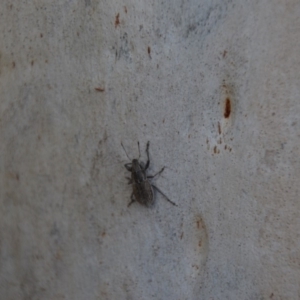 Naupactus leucoloma at Wamboin, NSW - 1 Mar 2018